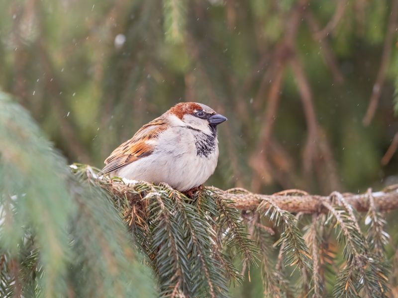 Bird Nest Relocation