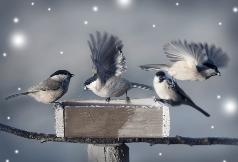 Type of Bird Species