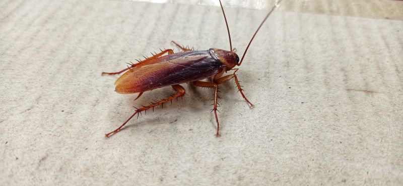 Roach Fumigation in Kalamazoo, MI