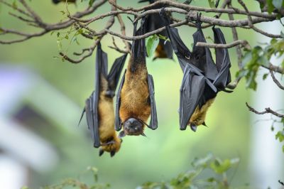 Signs Your Property Needs Bird Or Bat Pest Control Services