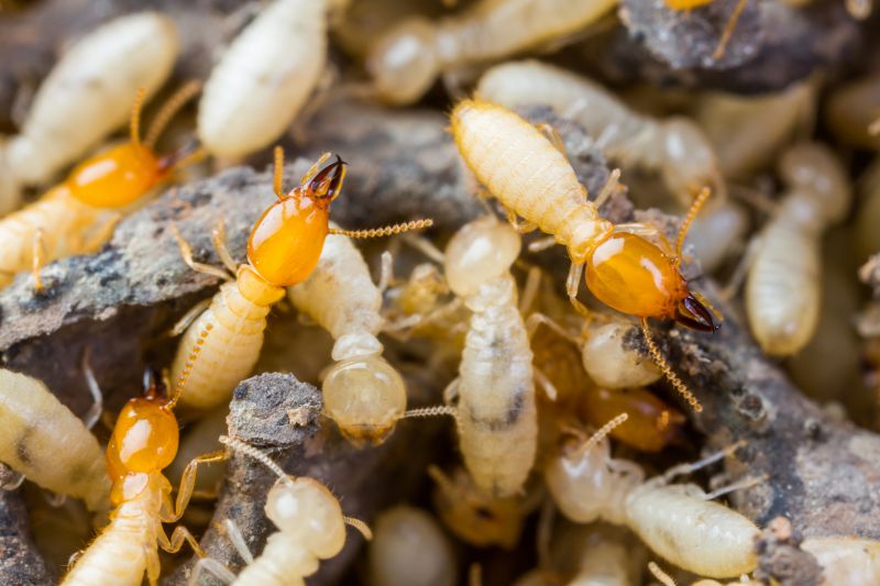 Termite Tenting in Fort Collins, CO