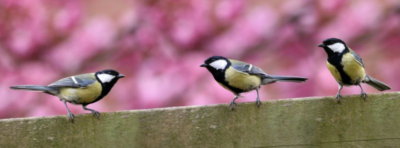 Post-Relocation Monitoring