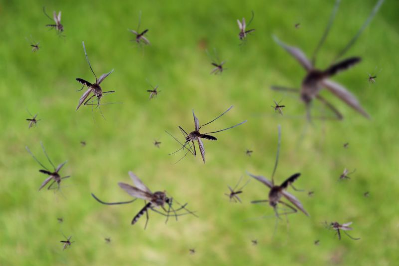 Fly Pest Control in Arlington, TX