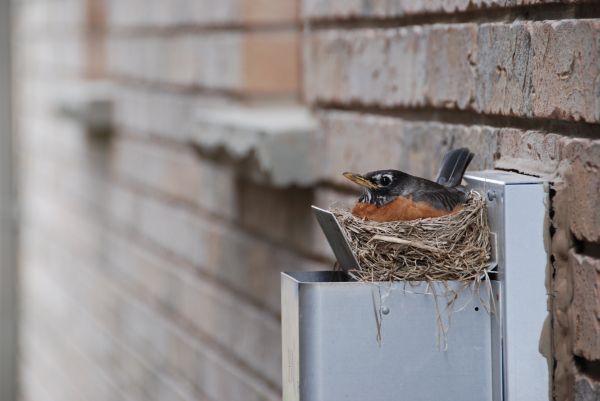 Grow your Bird Nest Relocation business